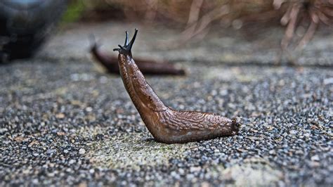 Do slugs have brain?