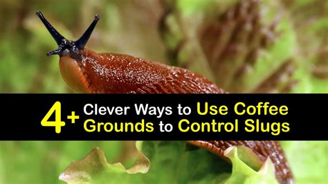 Do slugs like coffee grounds?