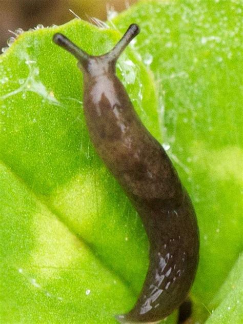 Do slugs multiply when cut?