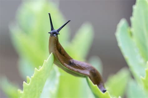 Do slugs need water to survive?