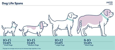 Do small dogs live longer?