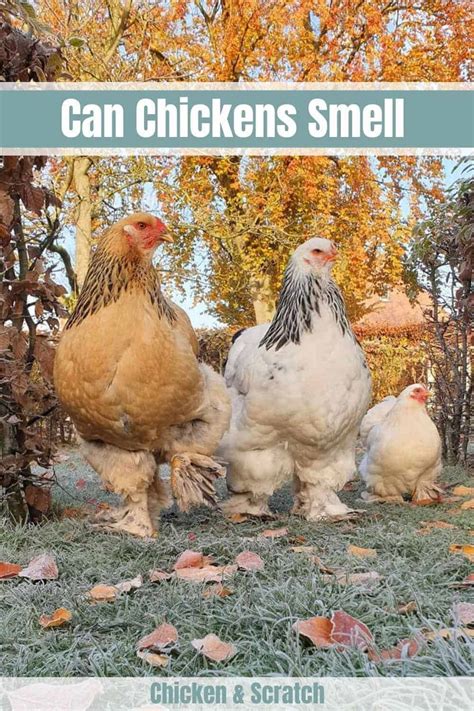 Do smells bother chickens?