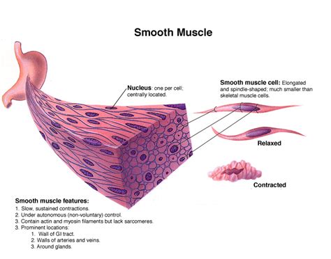 Do smooth muscles move?