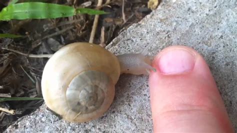 Do snails bite humans?