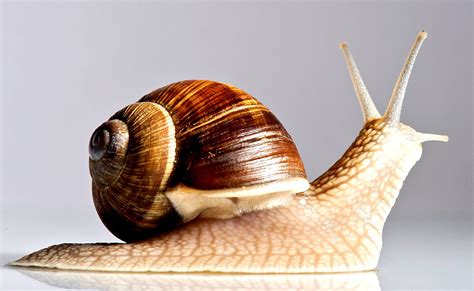 Do snails fall asleep?