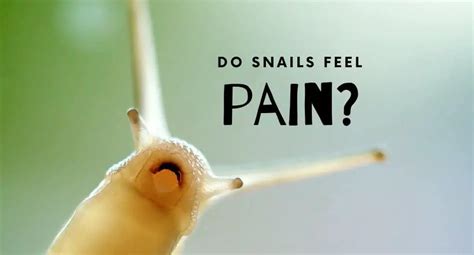 Do snails feel pain when boiled?