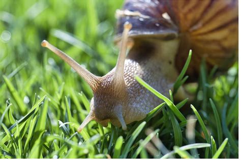 Do snails feel pain when poked?