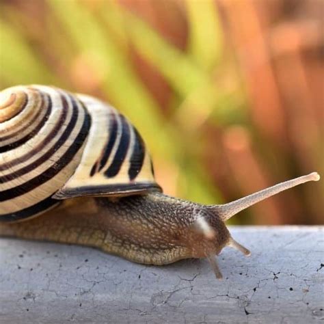 Do snails feel pain when salted?
