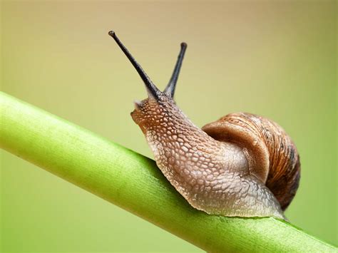 Do snails have 14000 teeth?