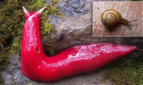 Do snails have blood?