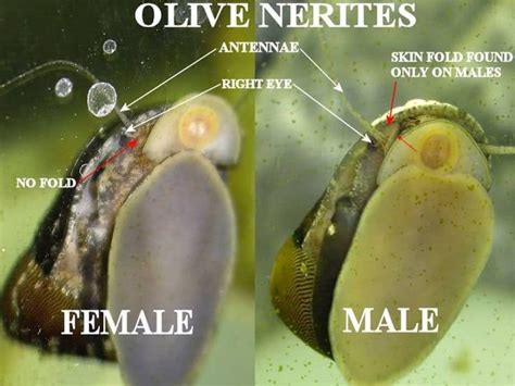 Do snails have genders?