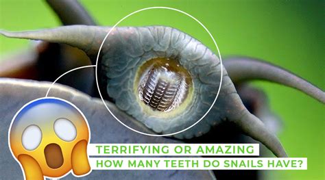 Do snails have teeth?