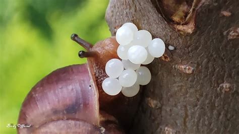 Do snails lay eggs?