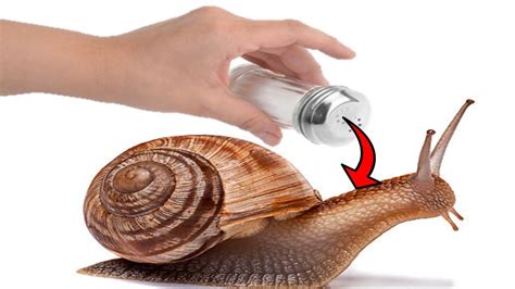 Do snails scream when you put salt on them?