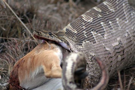 Do snakes eat deer?