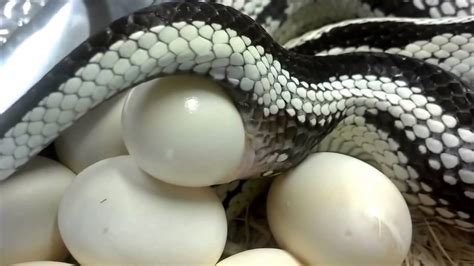 Do snakes lay eggs?