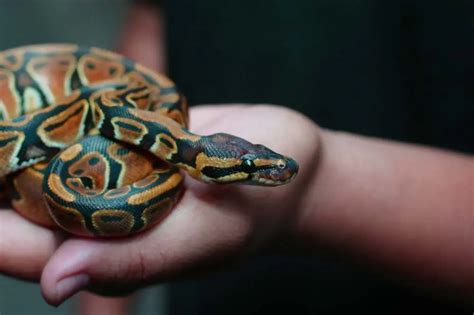 Do snakes like being pet?