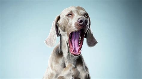 Do sociopaths not yawn?
