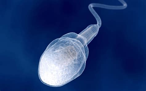 Do sperm swim like fish?
