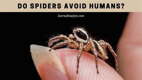 Do spiders avoid people?