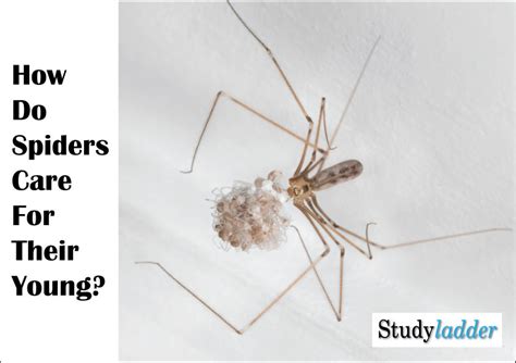 Do spiders care about humans?