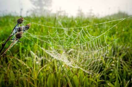Do spiders curl up when sleeping?