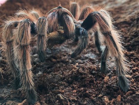 Do spiders eat human meat?