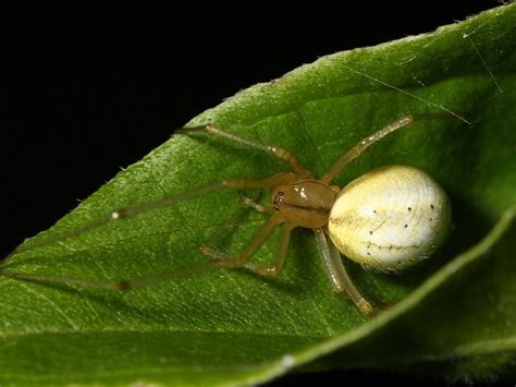 Do spiders fear human?