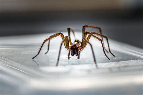 Do spiders fear humans?