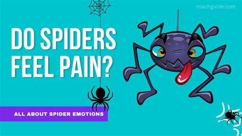 Do spiders feel emotions?