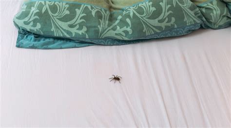 Do spiders go on your bed at night?