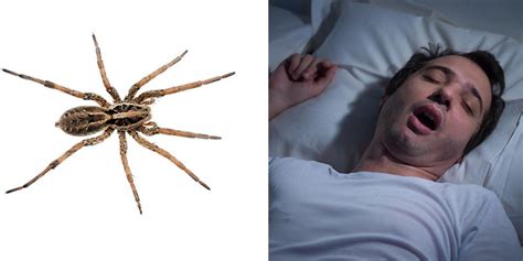 Do spiders go to sleep?