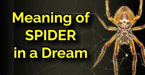 Do spiders have dreams?