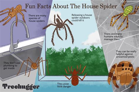 Do spiders hide when they see you?