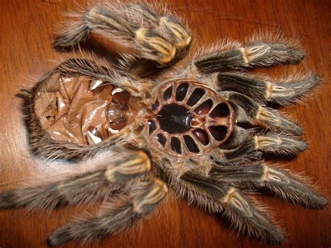 Do spiders molt like tarantulas?