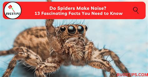 Do spiders react to noise?