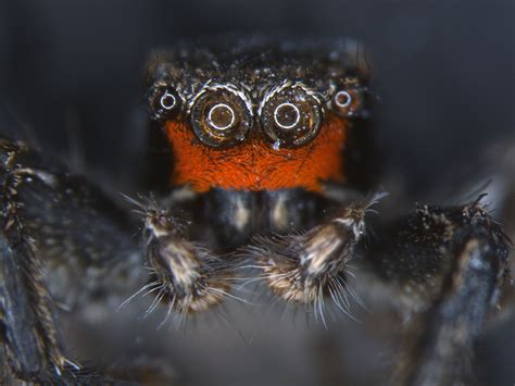 Do spiders remember faces?