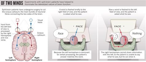 Do split-brain patients have two minds?