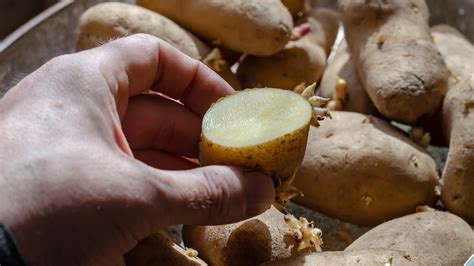 Do sprouted potatoes taste the same?