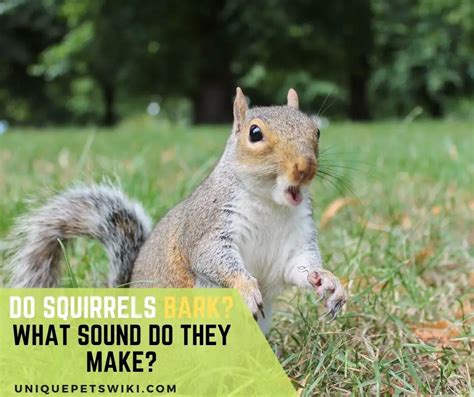 Do squirrels bark at people?