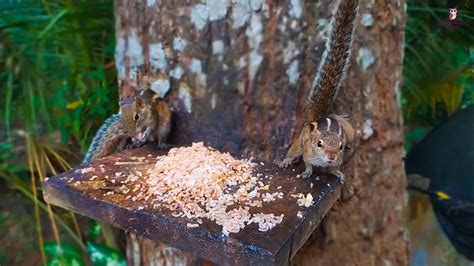 Do squirrels bury their food?