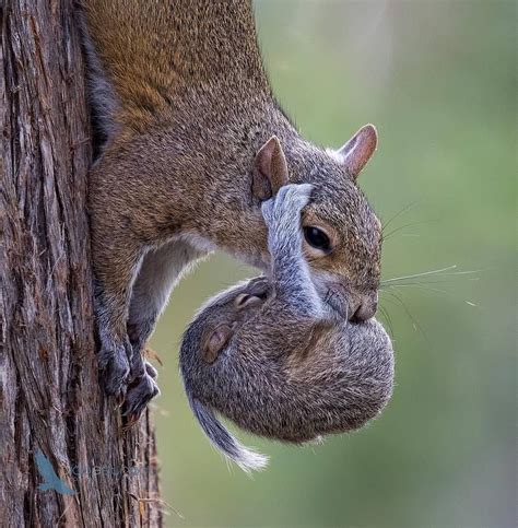Do squirrels carry babies in their mouth?