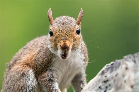 Do squirrels carry tetanus?