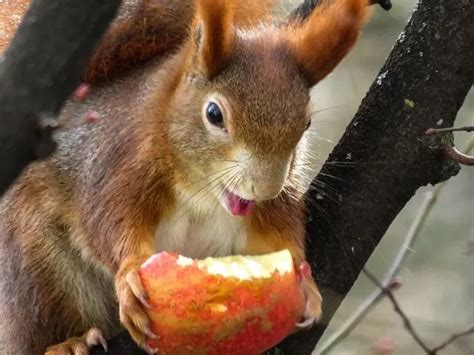 Do squirrels eat apples?