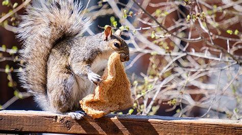 Do squirrels eat bread?