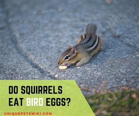 Do squirrels eat egg?