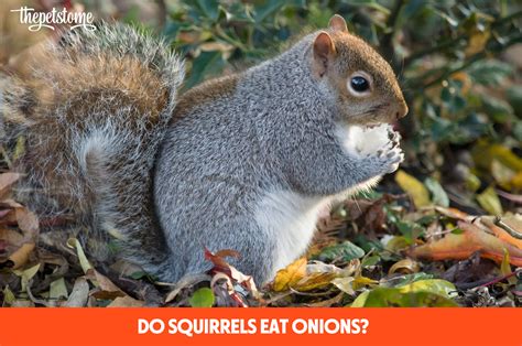 Do squirrels eat onions?