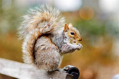 Do squirrels eat the tops of acorns?