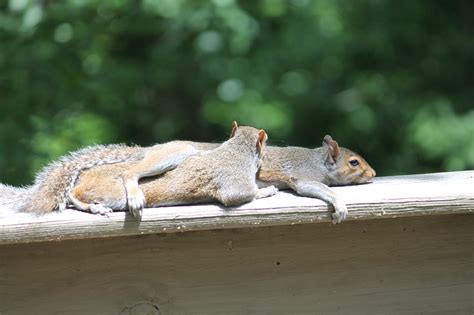 Do squirrels ever relax?