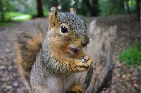 Do squirrels feel empathy?